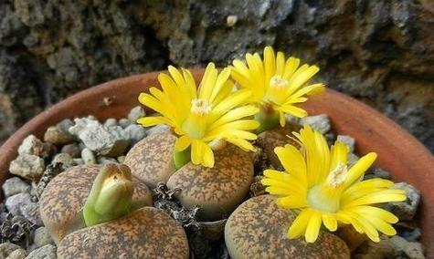 石生花的正确浇水方法？