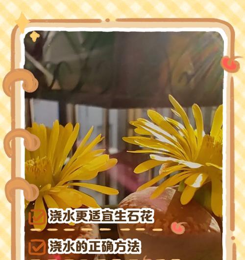石生花的正确浇水方法？