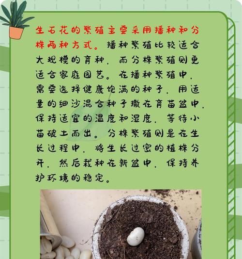 石生花的正确浇水方法？