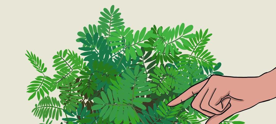 含羞草含有哪些毒素？
