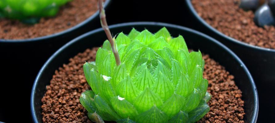 玉露植物有哪些种类？玉露的养护方法和特点是什么？