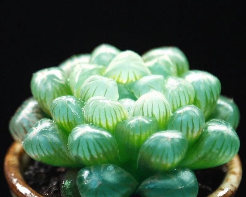 玉露植物有哪些种类？玉露的养护方法和特点是什么？