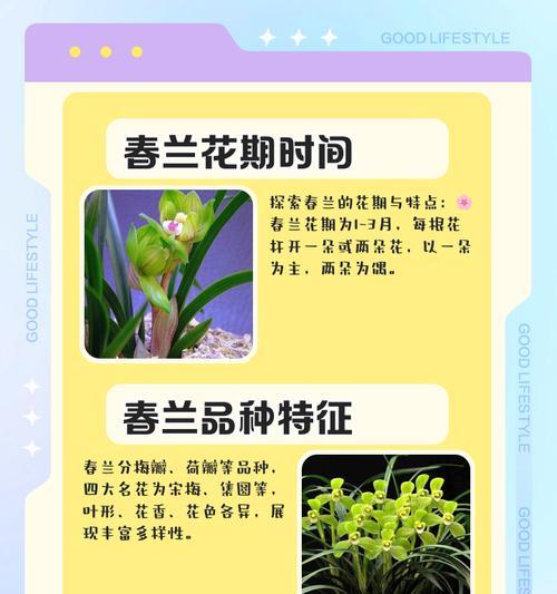 春兰的养殖要点有哪些？