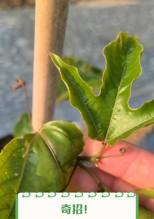 盆栽百香果的种植方法和注意事项是什么？