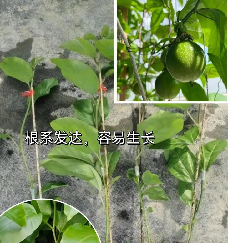 盆栽百香果的种植方法和注意事项是什么？