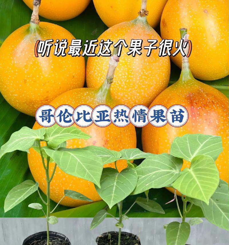 盆栽百香果的种植方法和注意事项是什么？