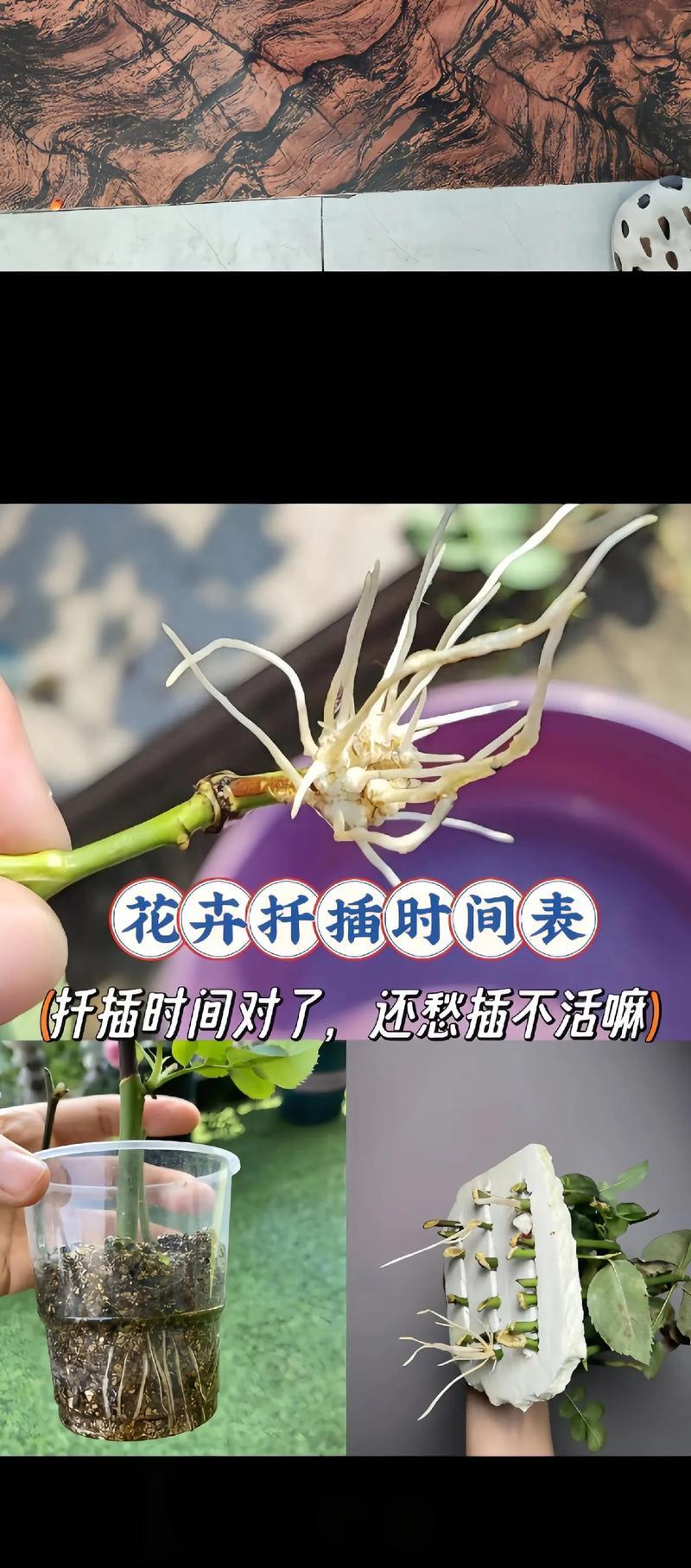 花卉分类方法是什么？如何科学地对花卉进行分类？