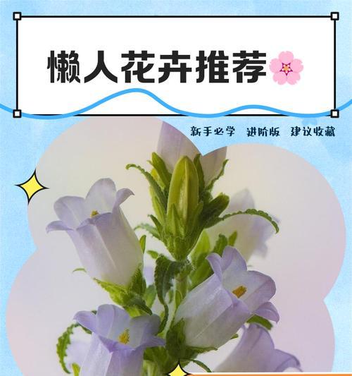 花卉分类方法是什么？如何科学地对花卉进行分类？