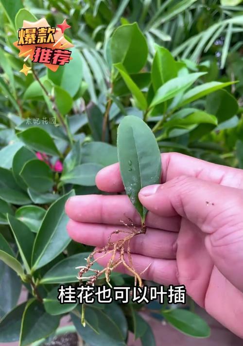 寿叶插的正确步骤是什么？寿叶插后如何保证成活率？