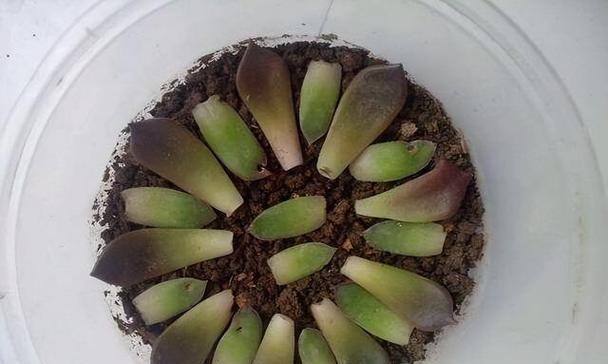 寿叶插的正确步骤是什么？寿叶插后如何保证成活率？