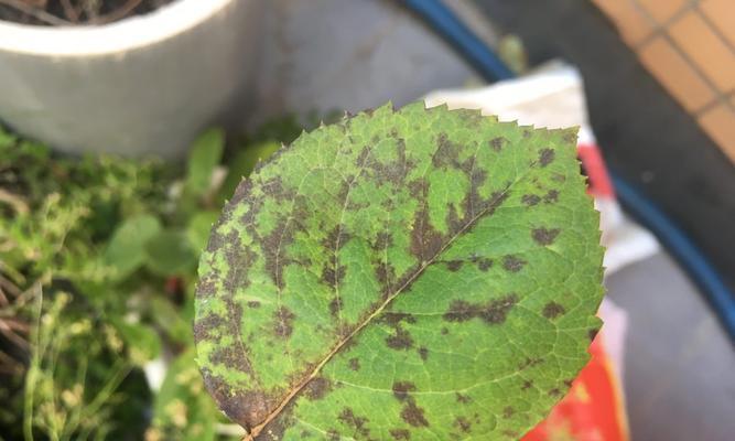 植物叶子出现黑斑是什么原因？如何处理？