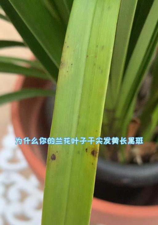 植物叶子出现黑斑是什么原因？如何处理？