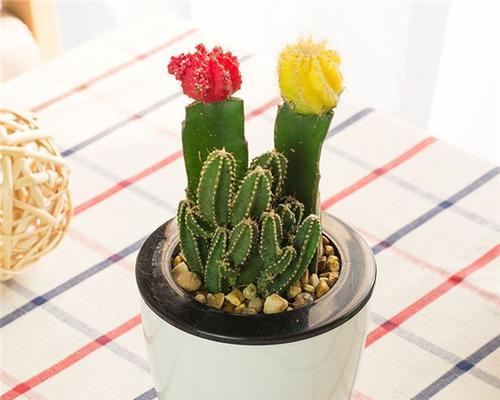 虎刺繁殖的有效方法有哪些？