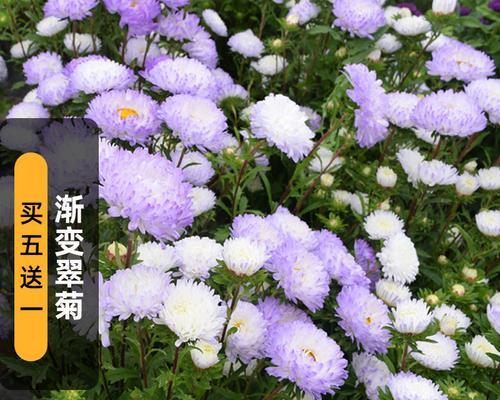 翠菊播种的最佳时间是什么时候？播种步骤详解？