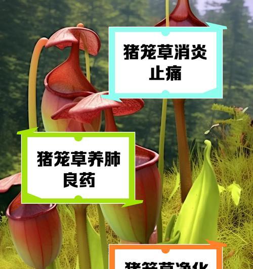 猪笼草什么意思？猪笼草的特殊功能和养殖方法是什么？
