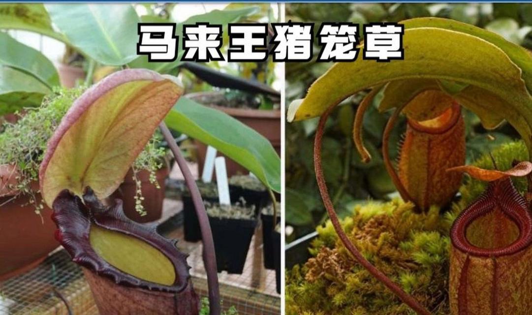 猪笼草什么意思？猪笼草的特殊功能和养殖方法是什么？