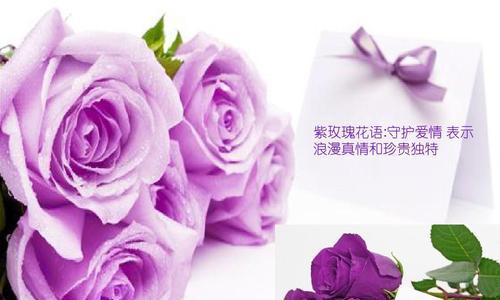 紫玫瑰有多少品种？紫玫瑰品种的花语是什么？