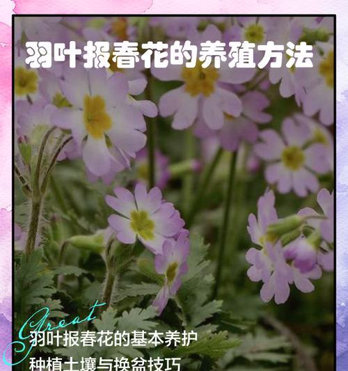 空气花卉的正确养护方法是什么？