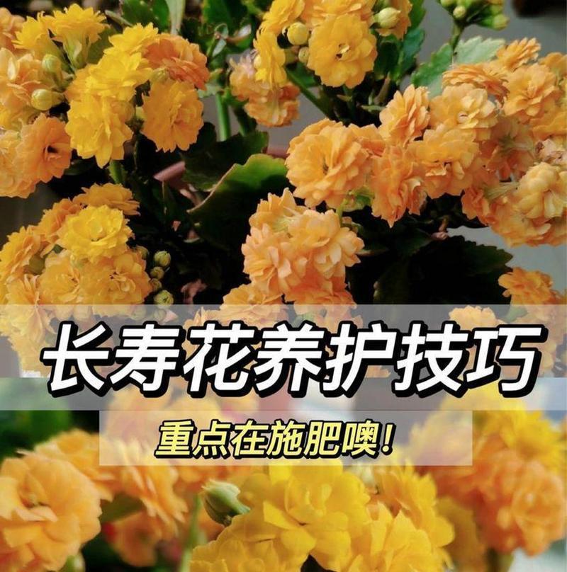 空气花卉的正确养护方法是什么？