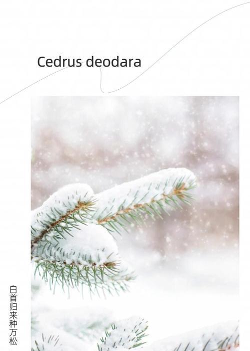 雪松怎么种植？种植过程中的关键步骤有哪些？