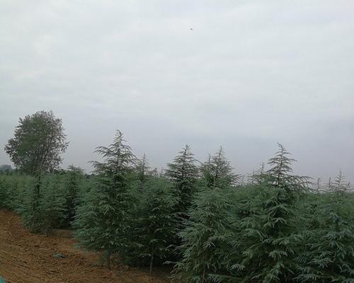 雪松怎么种植？种植过程中的关键步骤有哪些？