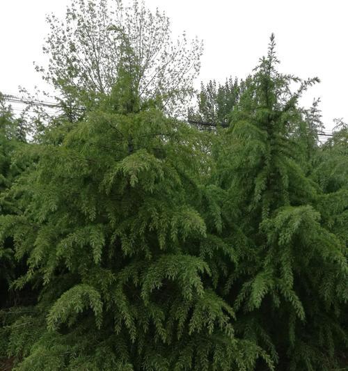雪松怎么种植？种植过程中的关键步骤有哪些？
