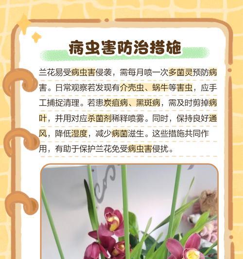 兰花的养殖方法和注意事项是什么？