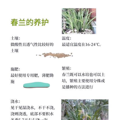 兰花的养殖方法和注意事项是什么？