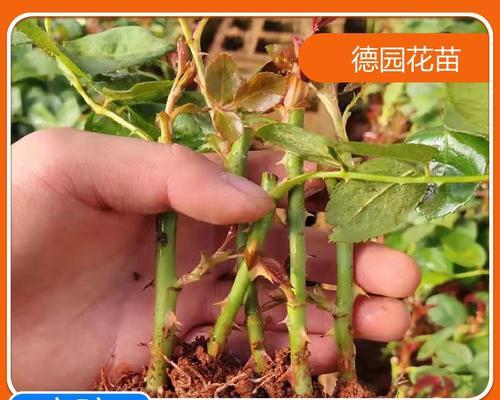 玫瑰种子播种的步骤是什么？怎样提高发芽率？