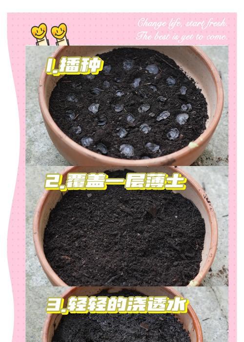 玫瑰种子播种的步骤是什么？怎样提高发芽率？