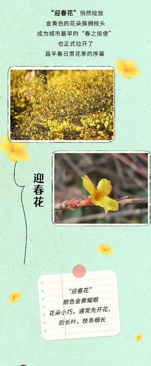 春天开花植物有哪些？春日赏花指南！
