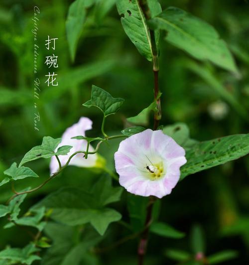 打碗花名字的由来是什么？