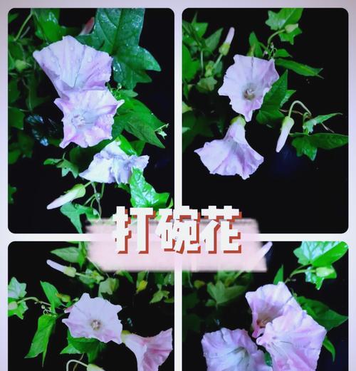 打碗花名字的由来是什么？