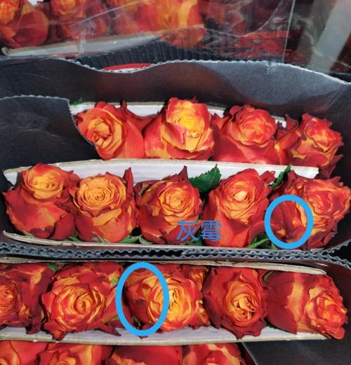 常见切花品种有哪些？如何挑选最佳切花品种？