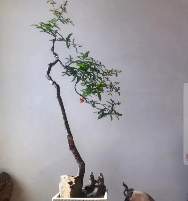 石榴盆景有哪些品种？如何挑选和养护石榴盆景？