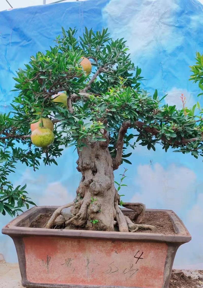 石榴盆景有哪些品种？如何挑选和养护石榴盆景？