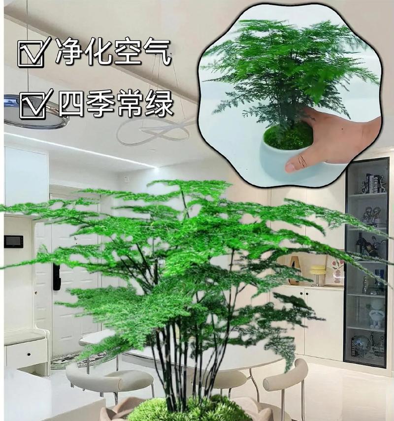 室内观赏植物推荐，哪些适合你家？