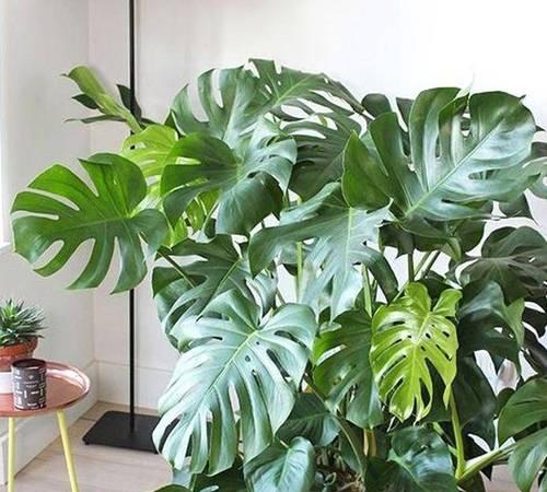 室内观赏植物推荐，哪些适合你家？
