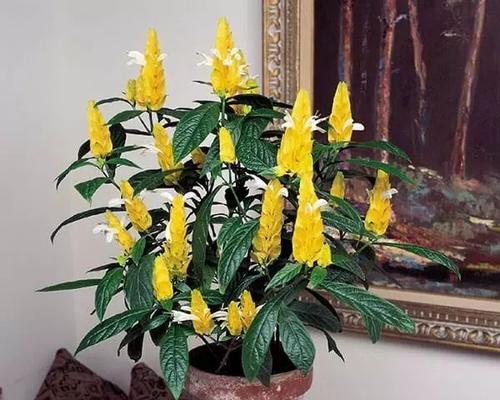 金苞花修剪技巧有哪些？