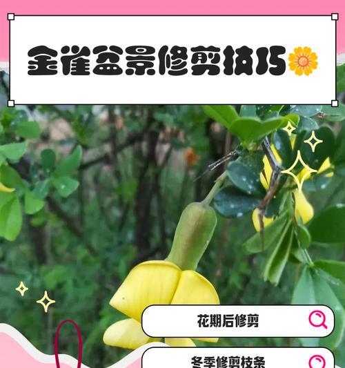 金苞花修剪技巧有哪些？
