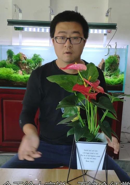 红掌养殖的正确方式和常见问题？