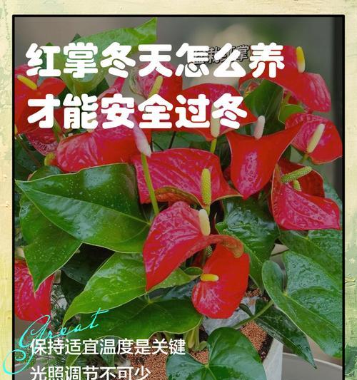 红掌养殖的正确方式和常见问题？