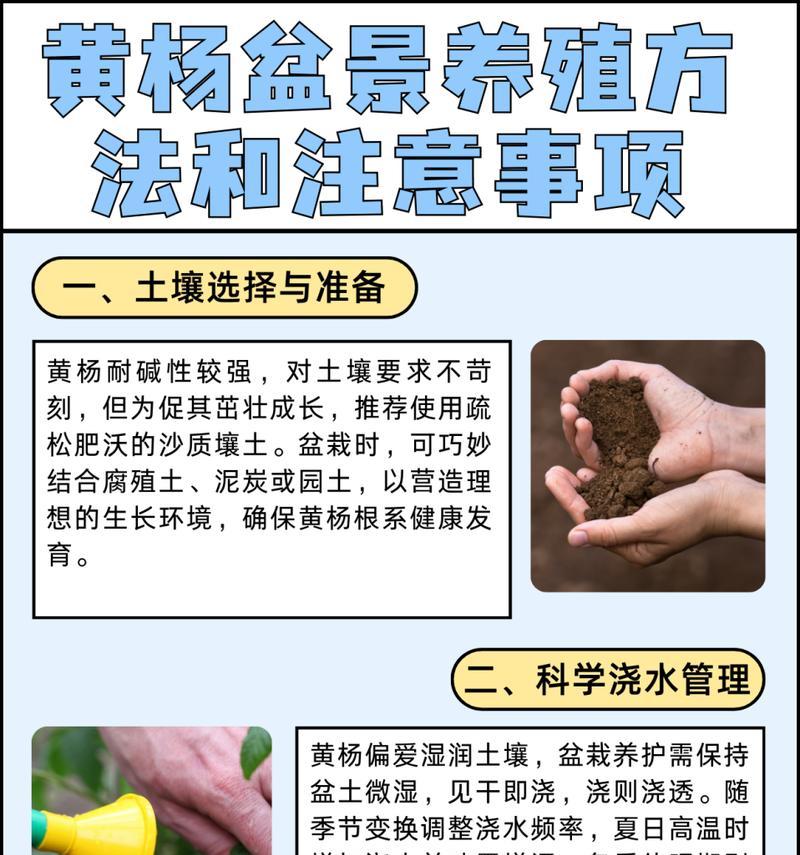 黄杨盆景用什么肥？黄杨盆景的施肥技巧和肥料选择是什么？