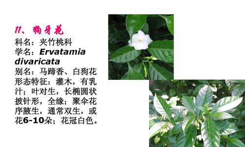 植物品种有哪些名称？如何识别常见植物品种？