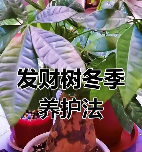 发财树冬季养护的常见问题有哪些？