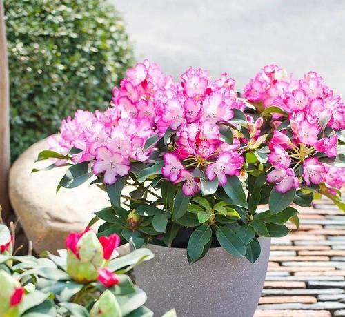 杜鹃花有哪些品种？不同品种杜鹃花的养护技巧是什么？