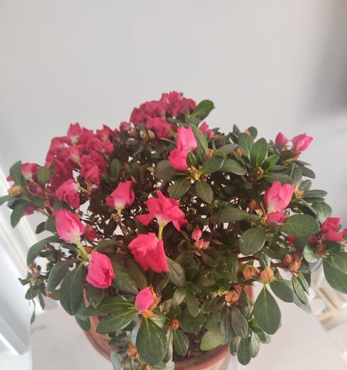 杜鹃花有哪些品种？不同品种杜鹃花的养护技巧是什么？