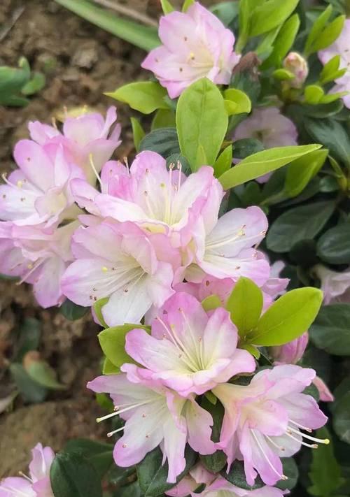 杜鹃花有哪些品种？不同品种杜鹃花的养护技巧是什么？