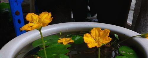荇菜种植方法有哪些？