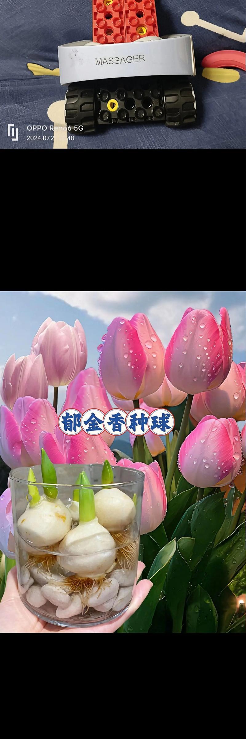郁金香种植和管理的要点是什么？